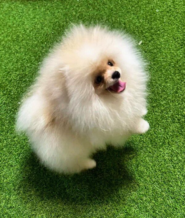 Barni Pomeranian Barni Pomeranian