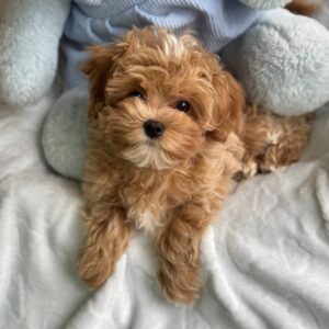Baroyan Maltipoo