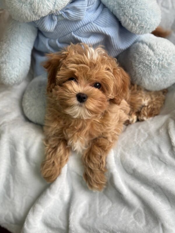 Baroyan Maltipoo Baroyan Maltipoo