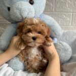 Yanis Maltipoo