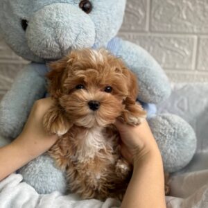 Baroyan Maltipoo