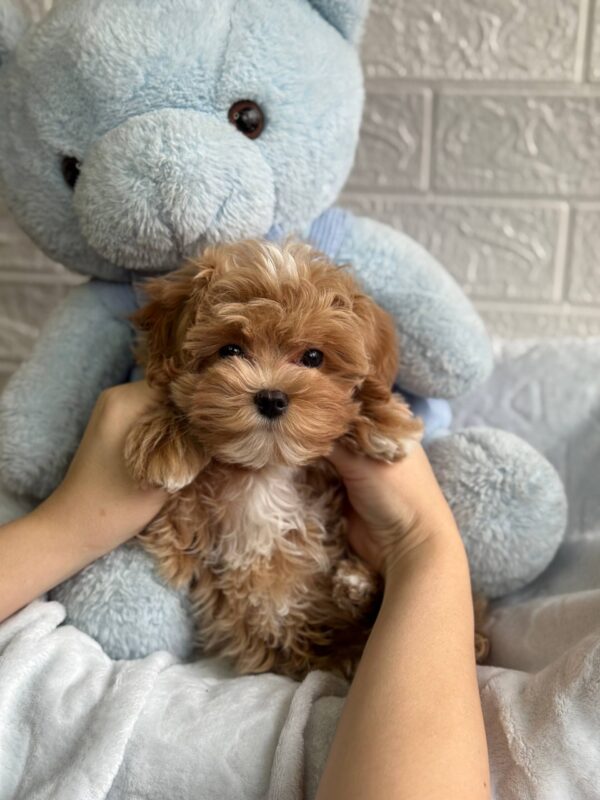 Baroyan Maltipoo Baroyan Maltipoo