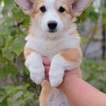 Bastet-female-welsh-corgi-pembroke-puppy-for-sale-1 (1)