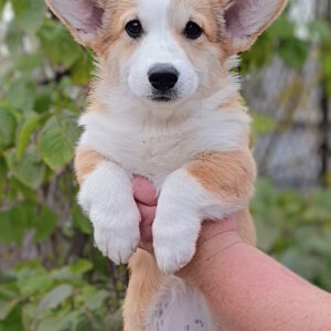 Bastet Welsh Corgi Bastet Welsh Corgi