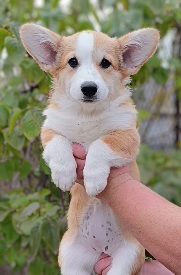 Bastet Welsh Corgi Bastet Welsh Corgi