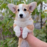 Bastet-female-welsh-corgi-pembroke-puppy-for-sale-1 (2)