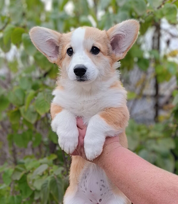 Bastet Welsh Corgi Bastet Welsh Corgi