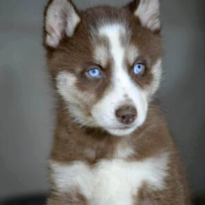 Battor Siberian Husky