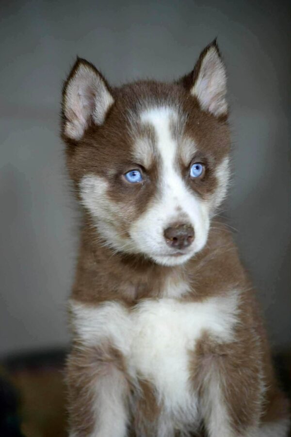 Battor Siberian Husky Battor Siberian Husky