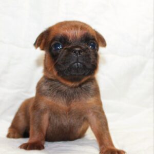 Bayra Brabant Griffon Bayra Brabant Griffon