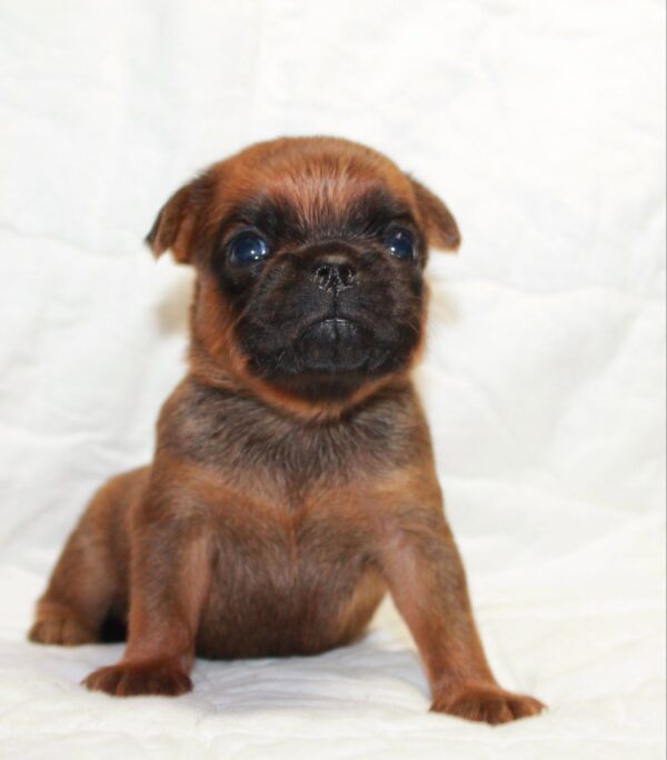 Bayra Brabant Griffon