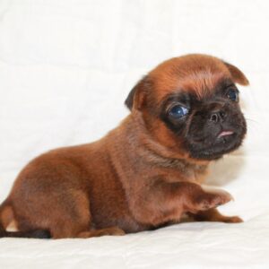 Bayra Brabant Griffon Bayra Brabant Griffon