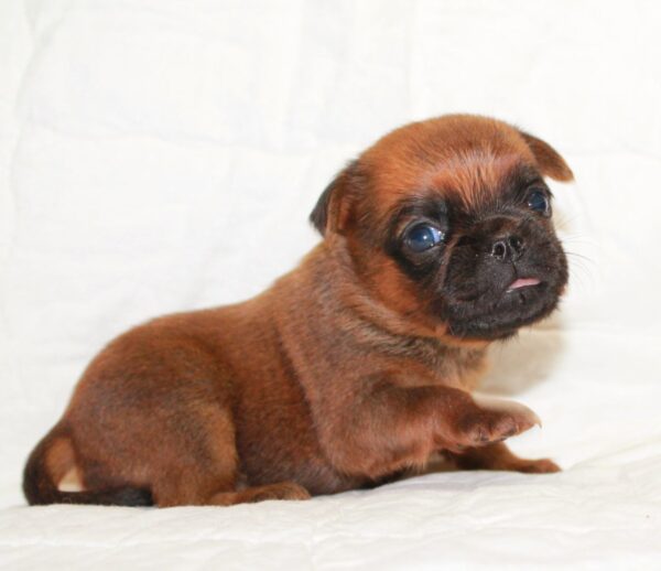 Bayra Brabant Griffon