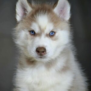 Bayron Siberian Husky