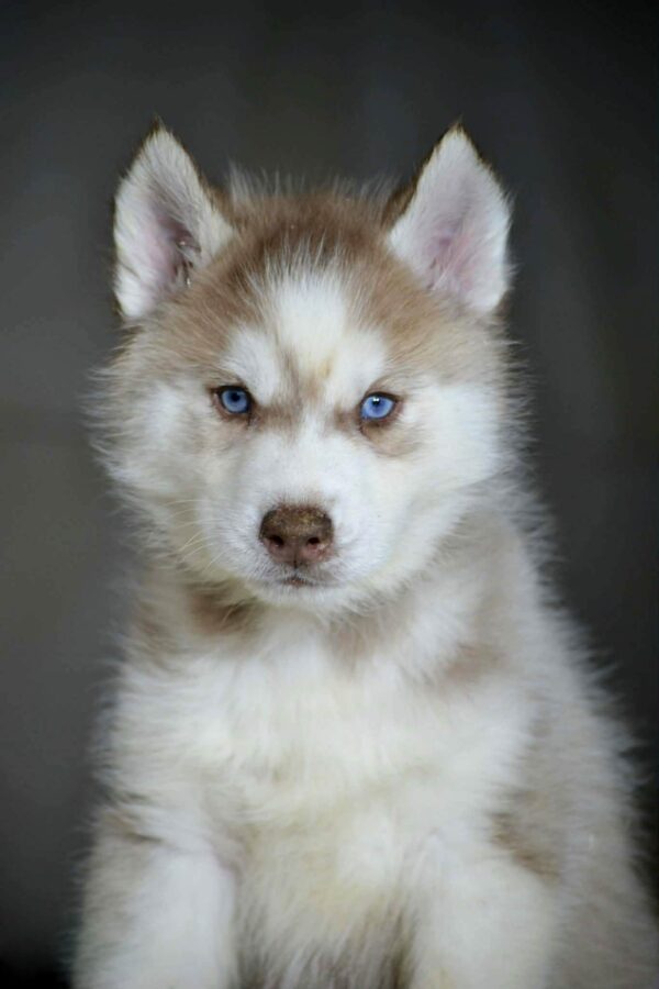 Bayron Siberian Husky Bayron Siberian Husky