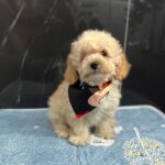 Bero-male-maltipoo-puppy-for-sale- (1)