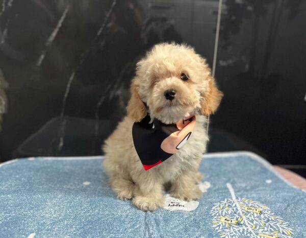 Bero Maltipoo Bero Maltipoo