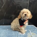 Bero-male-maltipoo-puppy-for-sale- (2)