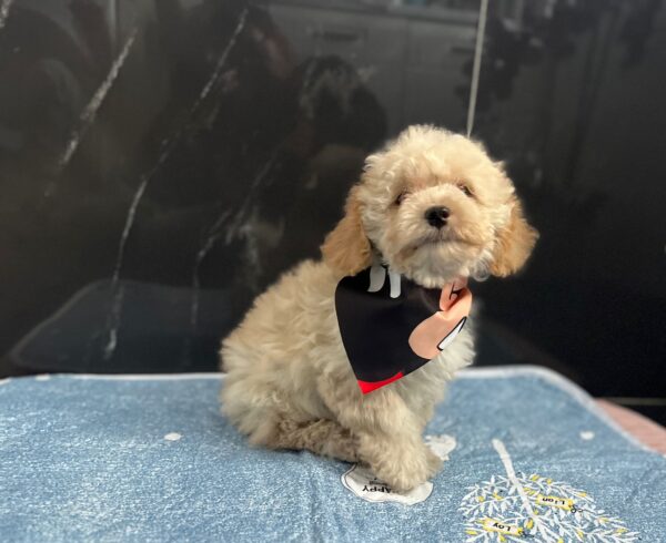 Bero Maltipoo Bero Maltipoo