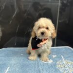 Bero-male-maltipoo-puppy-for-sale- (3)