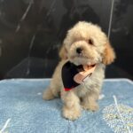 Bero-male-maltipoo-puppy-for-sale- (4)