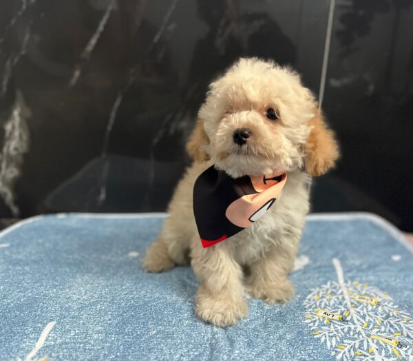 Bero Maltipoo Bero Maltipoo