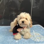 Bero-male-maltipoo-puppy-for-sale- (5)