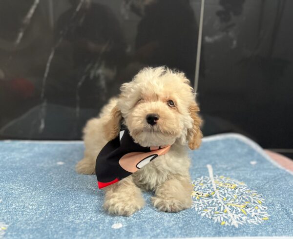 Bero Maltipoo Bero Maltipoo