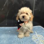 Bero-male-maltipoo-puppy-for-sale- (6)