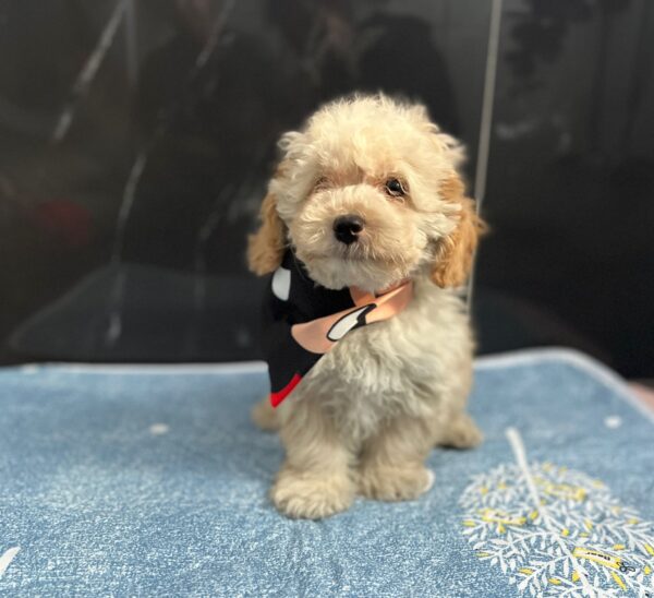 Bero Maltipoo Bero Maltipoo