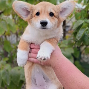 Betsy Welsh Corgi Betsy Welsh Corgi