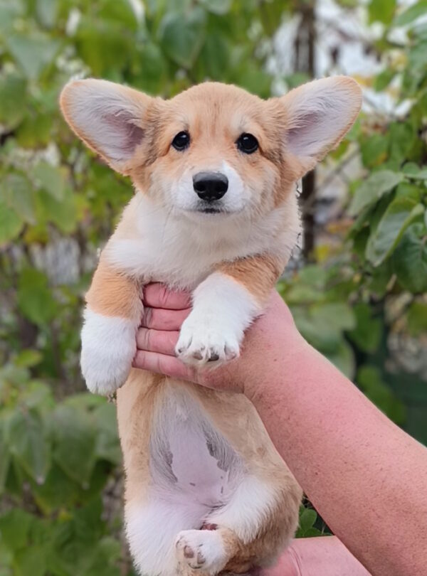 Betsy Welsh Corgi Betsy Welsh Corgi