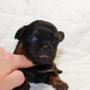 Biena Brabant Griffon Biena Brabant Griffon