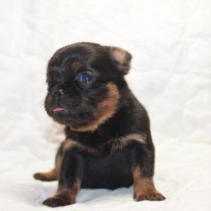 Biena Brabant Griffon Biena Brabant Griffon