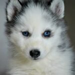 Biscuit-male-Siberian-Husky-puppy-for-sale-1
