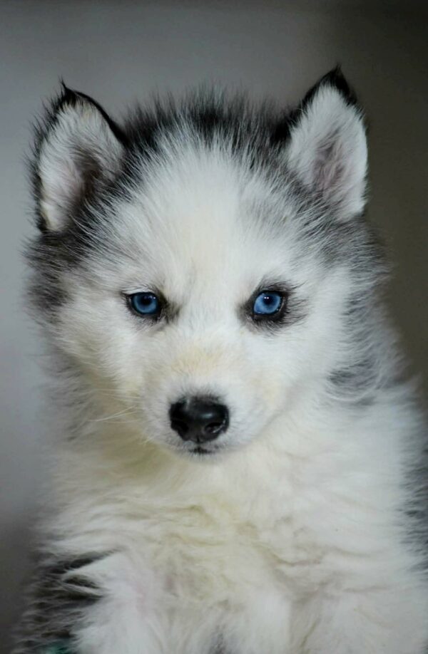 Biscuit Siberian Husky Biscuit Siberian Husky