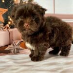 Biscuit-male-Yorkshire-Terrier-puppy-for-sale-1