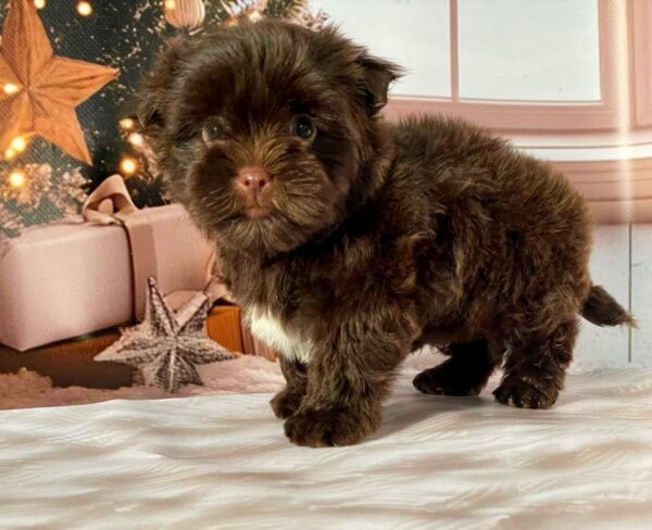 Biscuit Yorkshire Terrier Biscuit Yorkshire Terrier