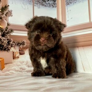 Biscuit Yorkshire Terrier Biscuit Yorkshire Terrier