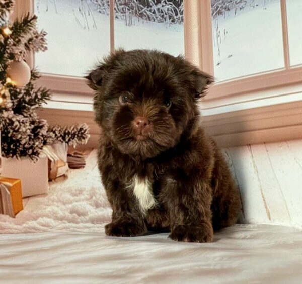 Biscuit Yorkshire Terrier Biscuit Yorkshire Terrier