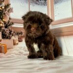 Biscuit-male-Yorkshire-Terrier-puppy-for-sale-3