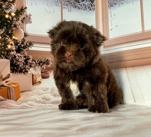 Biscuit Yorkshire Terrier Biscuit Yorkshire Terrier