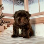 Biscuit-male-Yorkshire-Terrier-puppy-for-sale-4