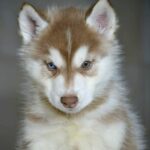 Bogart-male-Siberian-Husky-puppy-for-sale-1