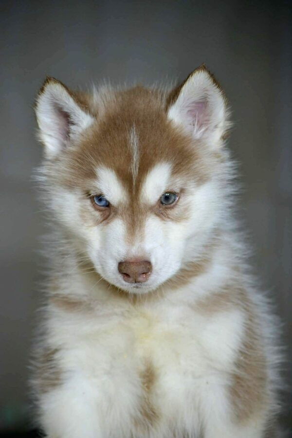 Bogart Siberian Husky Bogart Siberian Husky