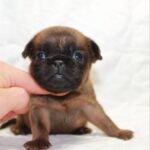 Bonna-female-Brabant-Griffon-puppy-for-sale-1