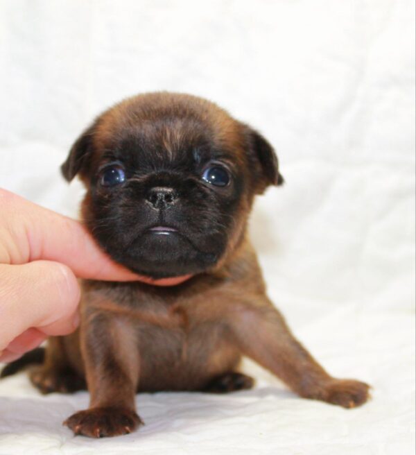 Bonna Brabant Griffon Bonna Brabant Griffon