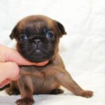 Bonna-female-Brabant-Griffon-puppy-for-sale-2
