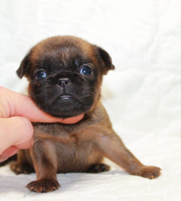 Bonna Brabant Griffon Bonna Brabant Griffon