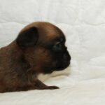 Bonna-female-Brabant-Griffon-puppy-for-sale-3